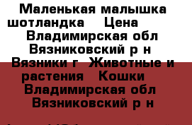 Маленькая малышка шотландка! › Цена ­ 2 000 - Владимирская обл., Вязниковский р-н, Вязники г. Животные и растения » Кошки   . Владимирская обл.,Вязниковский р-н